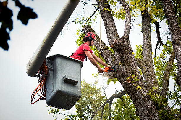 Best Tree Mulching  in Twentynine Palms, CA